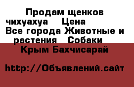 Продам щенков чихуахуа  › Цена ­ 10 000 - Все города Животные и растения » Собаки   . Крым,Бахчисарай